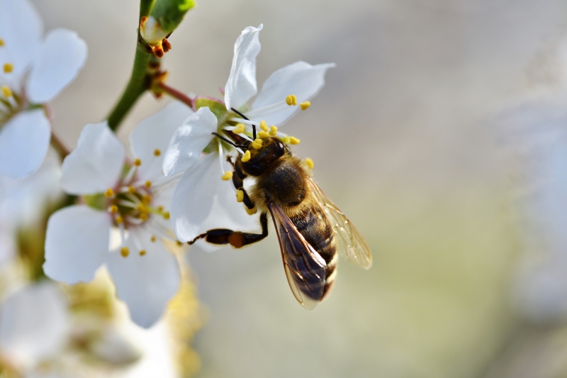 jardinerie-LA CADIERE D AZUR-min_bee-4092986